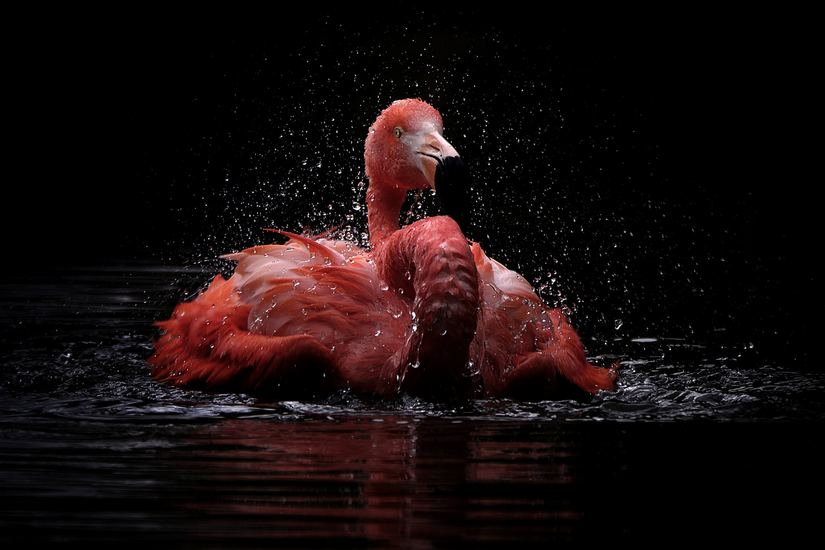 Badetag bei den Flamingos