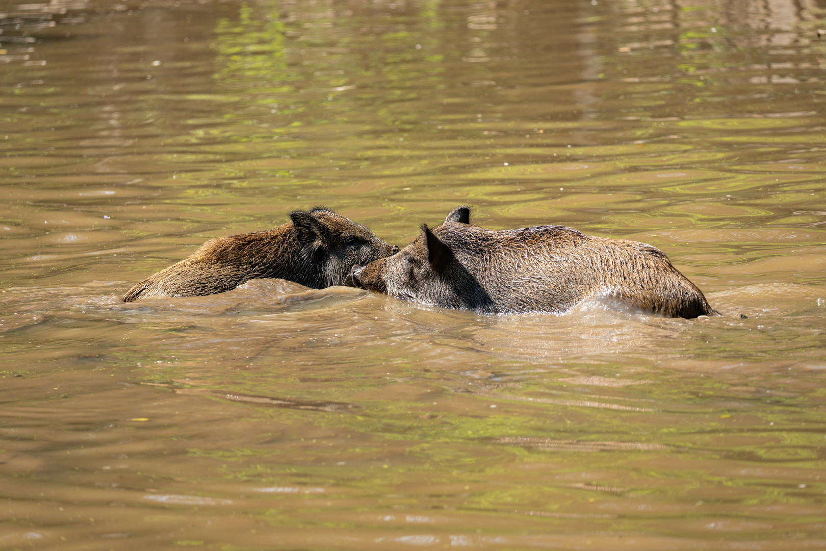 Badetag bei den Wildschweine nach Starkregen