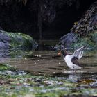 Badetag bei Fam. "Austernfischer" - Helgoland