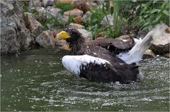 Badetag bei Familie Adler