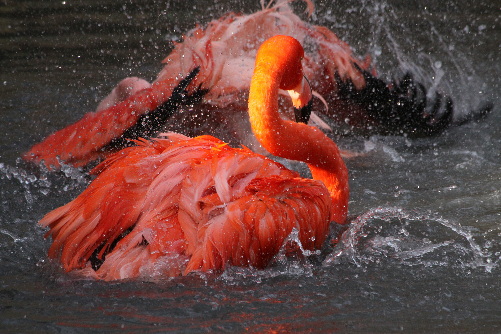 Badetag bei Familie Flamingo