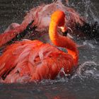 Badetag bei Familie Flamingo