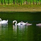 Badetag-bei-Familie-Schwan