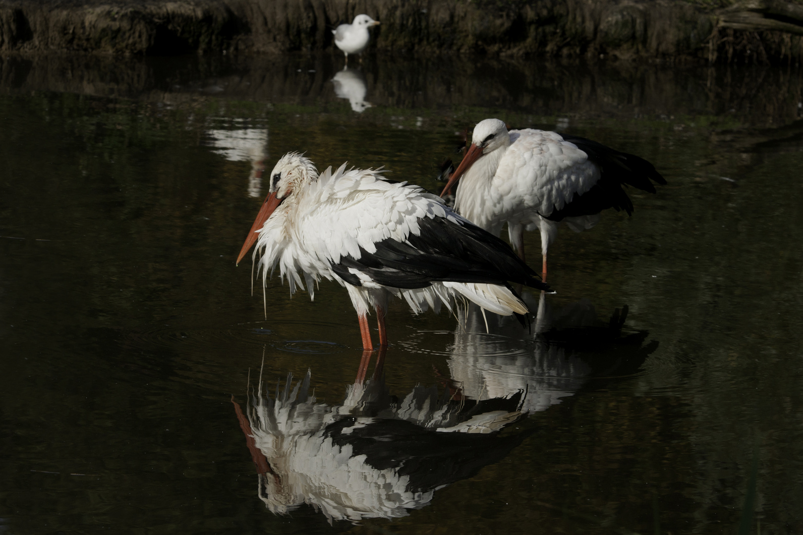 Badetag bei Familie Storch