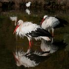 Badetag bei Familie Storch