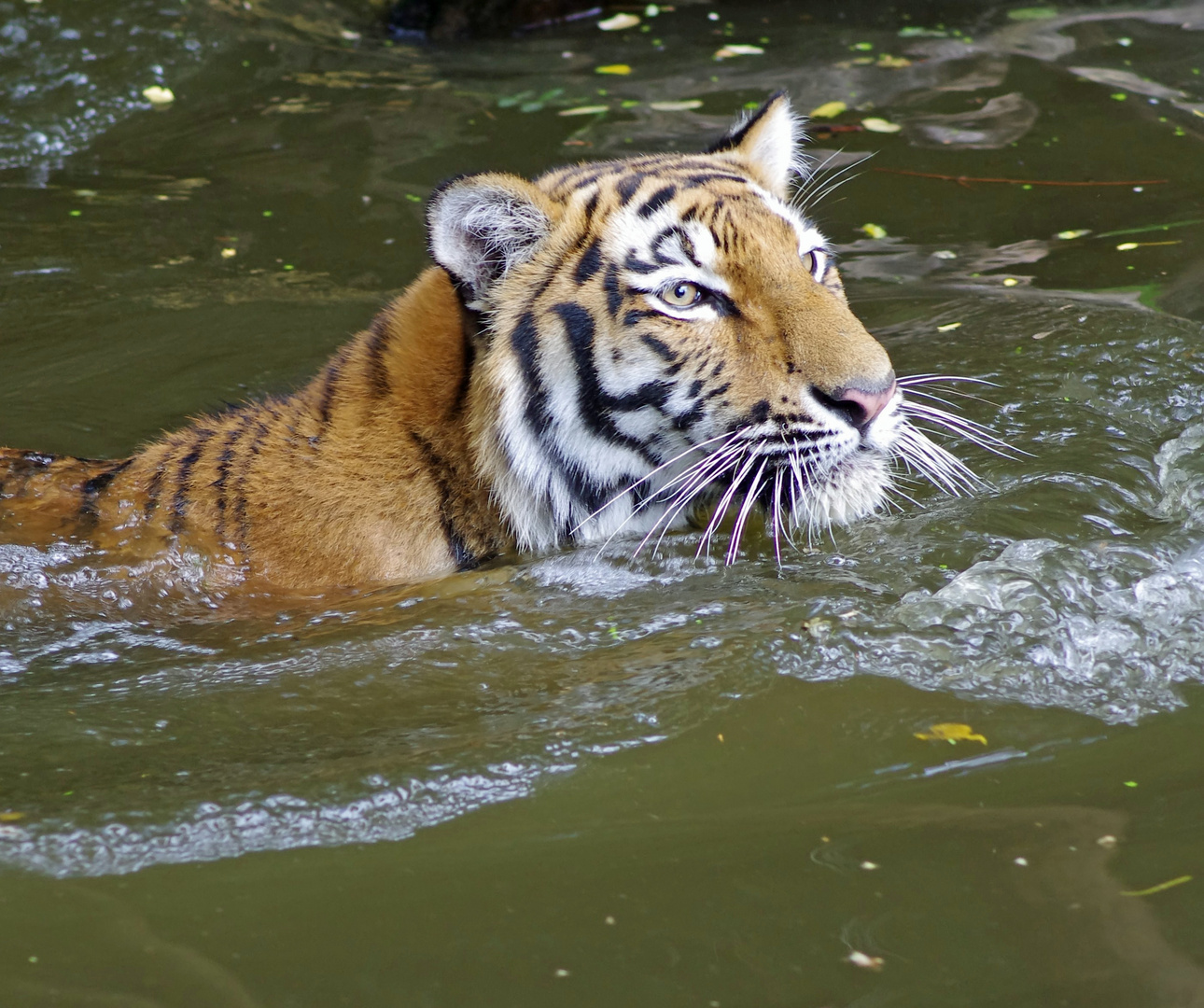 Badetag bei Familie Tiger.