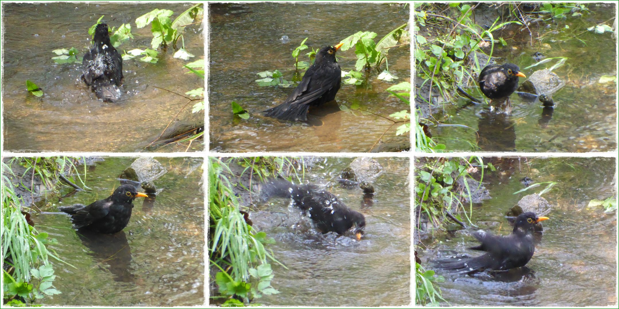 Badetag bei Herrn Amsel