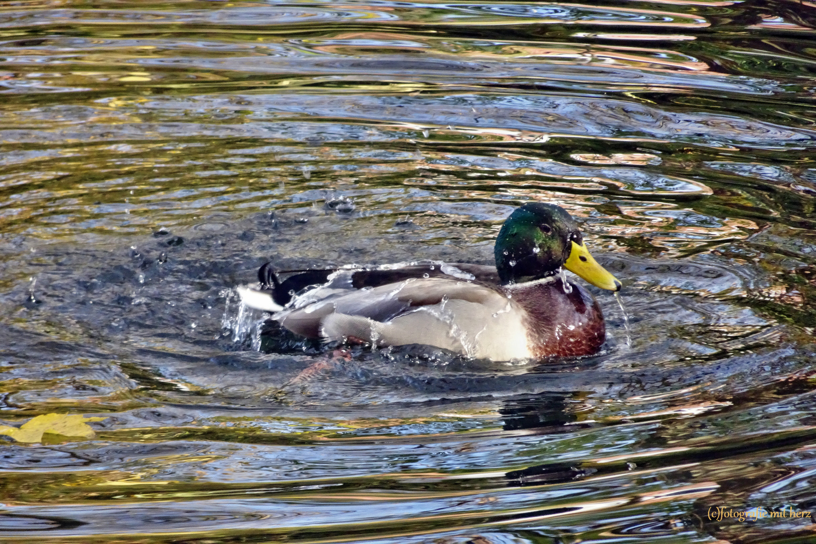 Badetag bei Mr. Duck