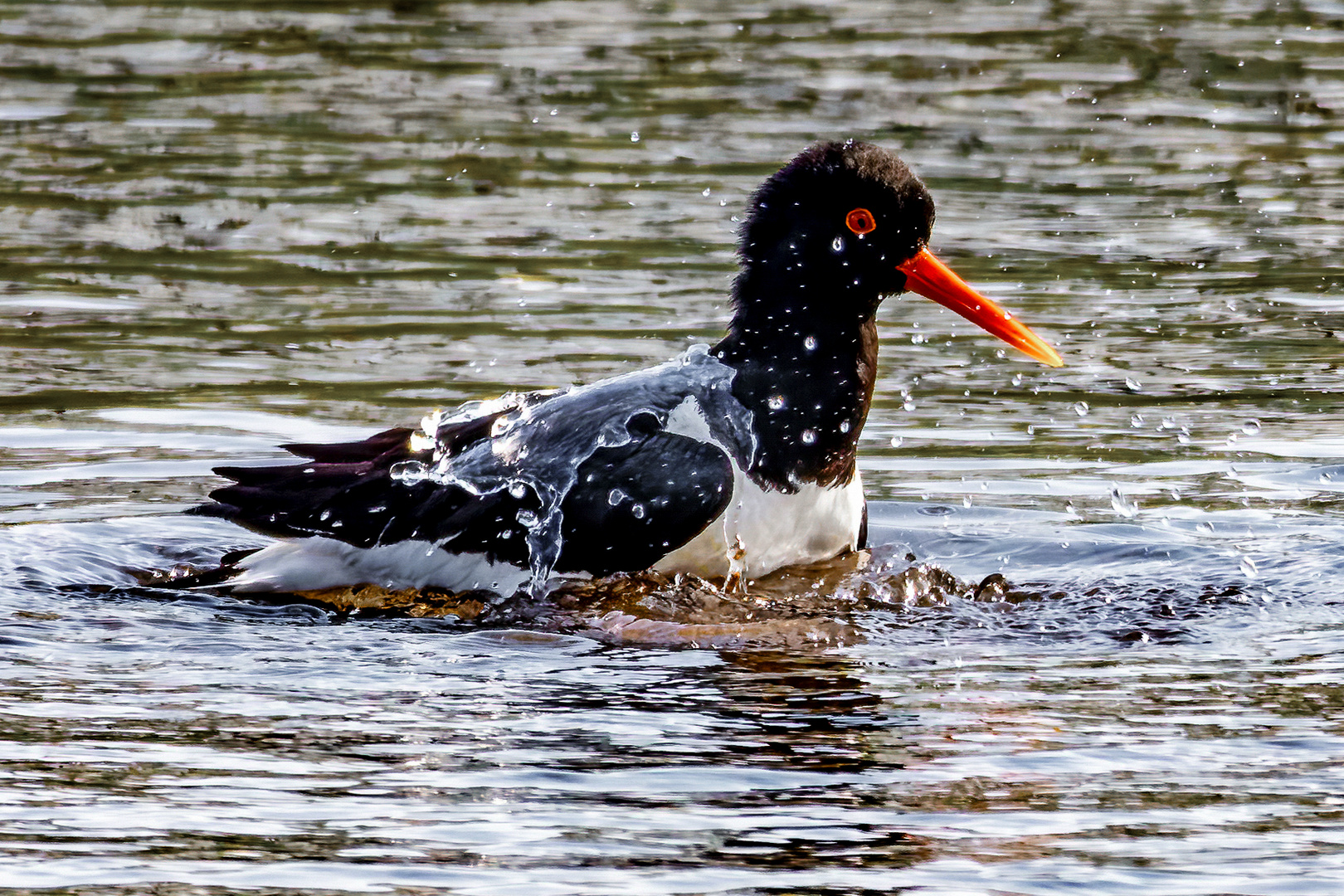 Badetag beim Halligstorch