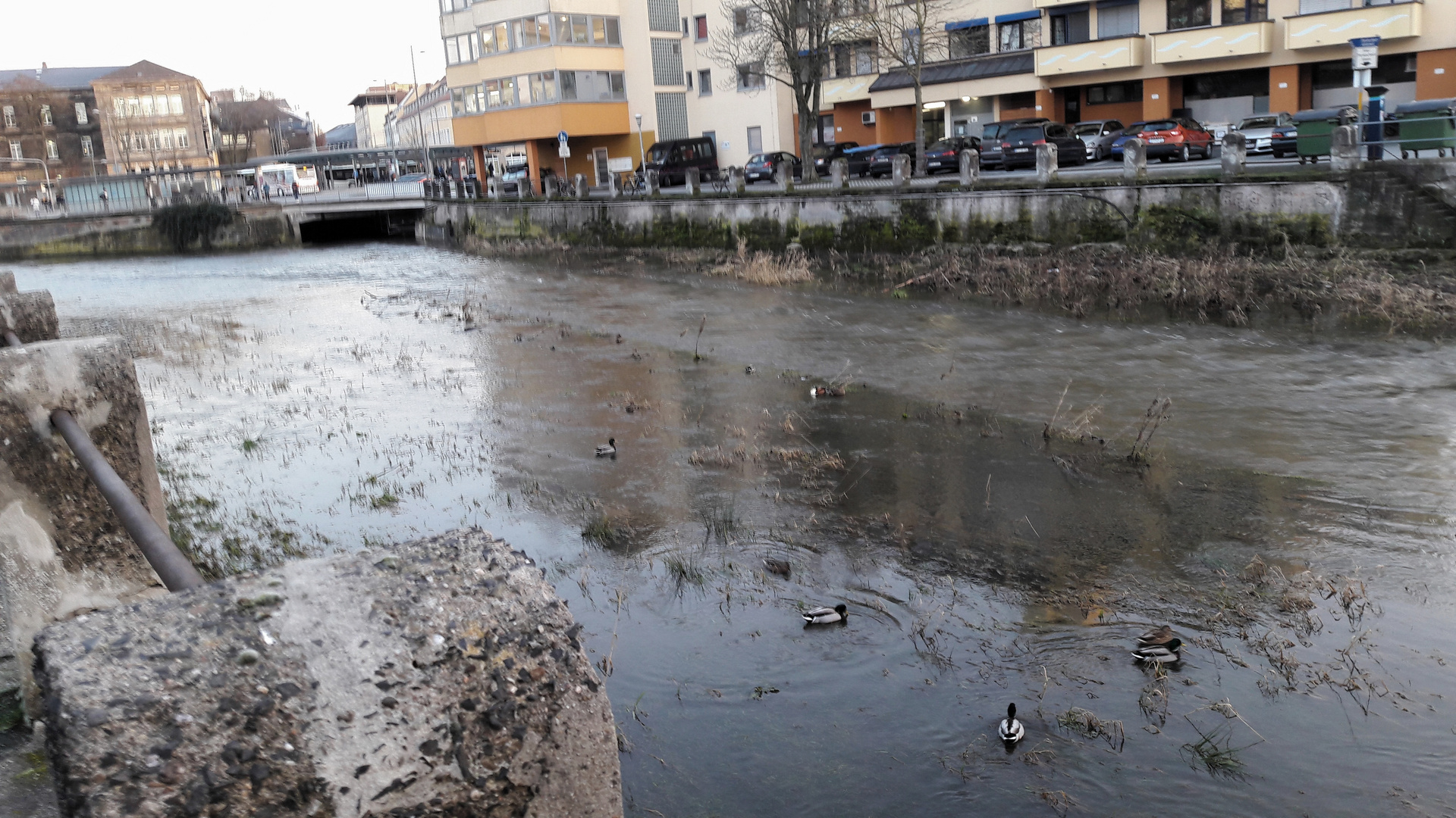 Badetag der Bayreuther Enten im Roten Main mitten in der Stadt am sonnigen Dienstag. 