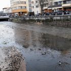 Badetag der Bayreuther Enten im Roten Main mitten in der Stadt am sonnigen Dienstag. 