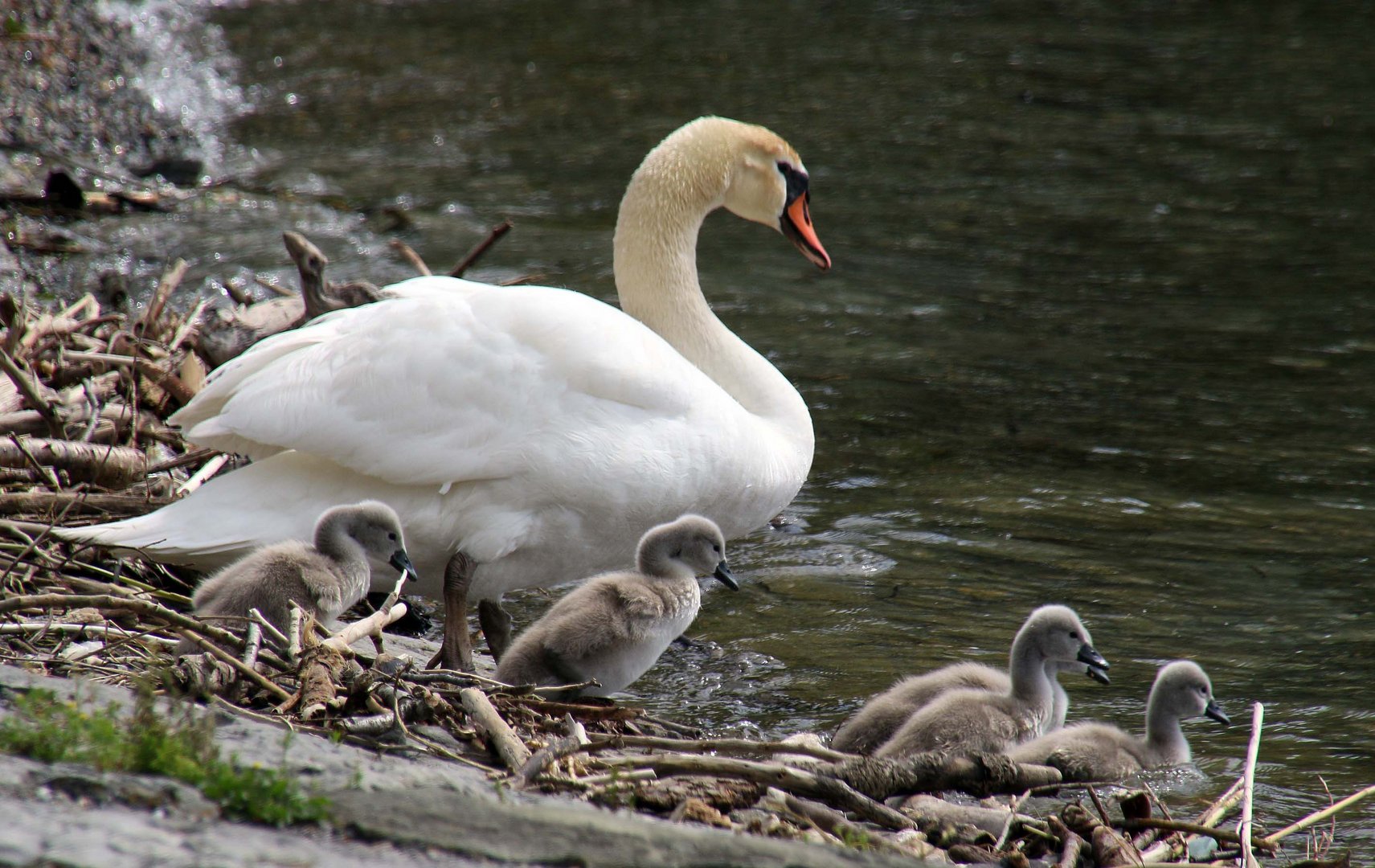 Badetag der Familie Schwan.