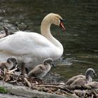 Badetag der Familie Schwan.