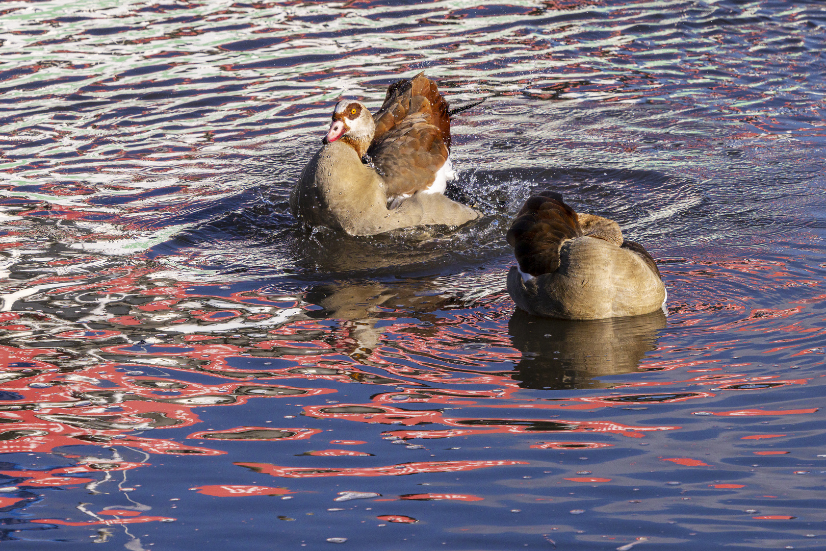 Badetag der Nilgänse