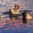 Badetag der Nilgänse