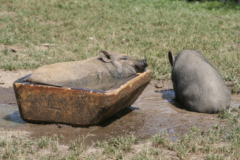 Badetag, ein Schwein muss immer warten !