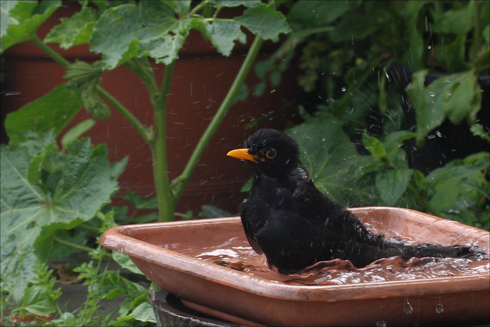 Badetag einer Amsel