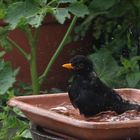 Badetag einer Amsel