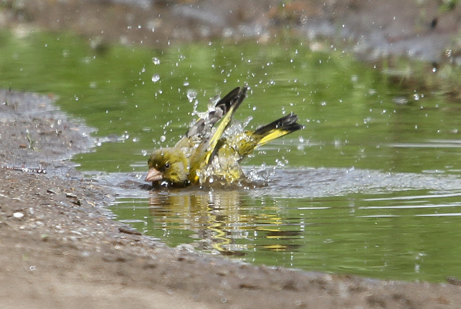 Badetag eines Grünfinks
