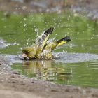 Badetag eines Grünfinks