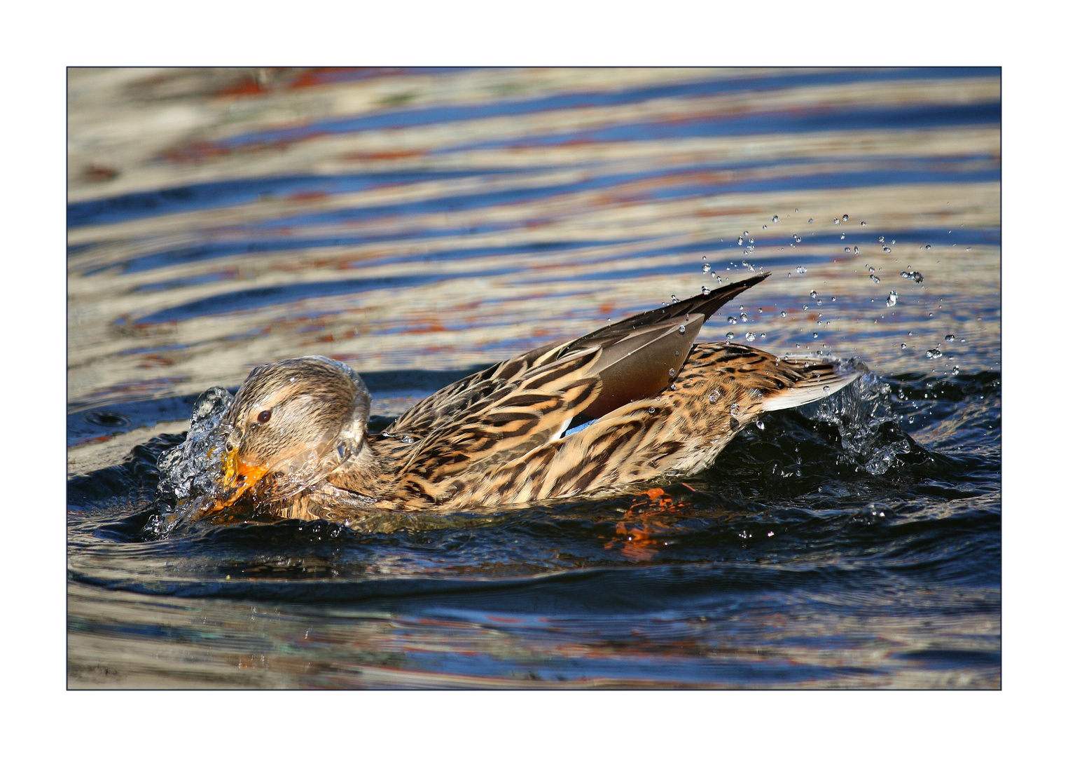 Badetag für Enten