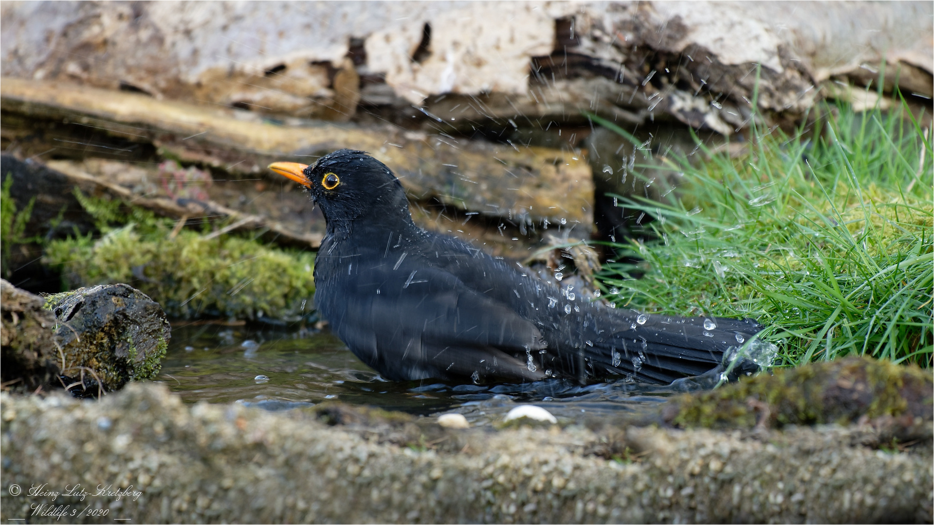 Badetag für Herrn Amsel 