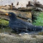 Badetag für Herrn Amsel 