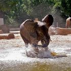 Badetag im Dresdner Zoo - 1