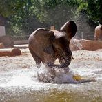 Badetag im Dresdner Zoo - 1