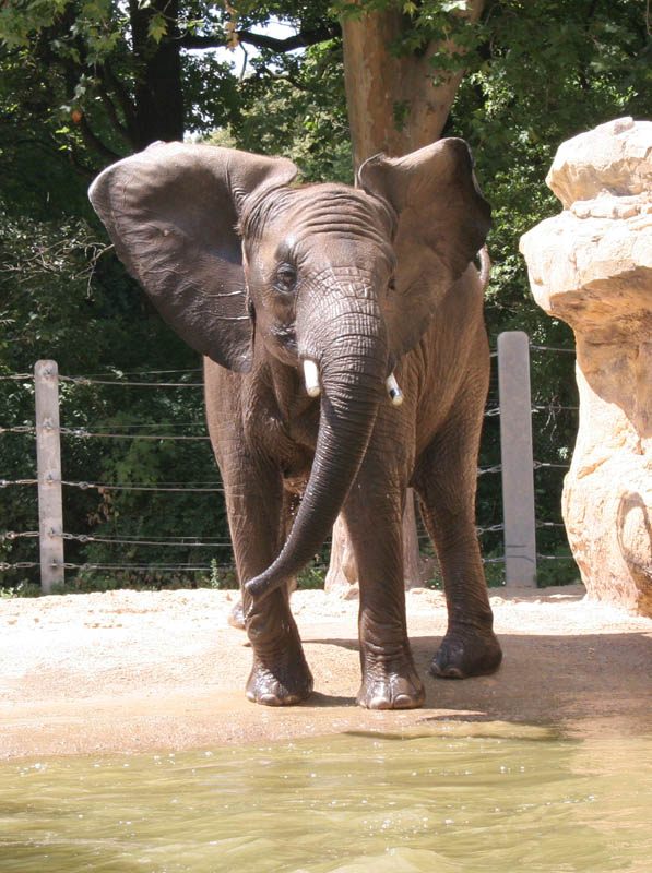 Badetag im Dresdner Zoo - 3