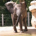 Badetag im Dresdner Zoo - 3