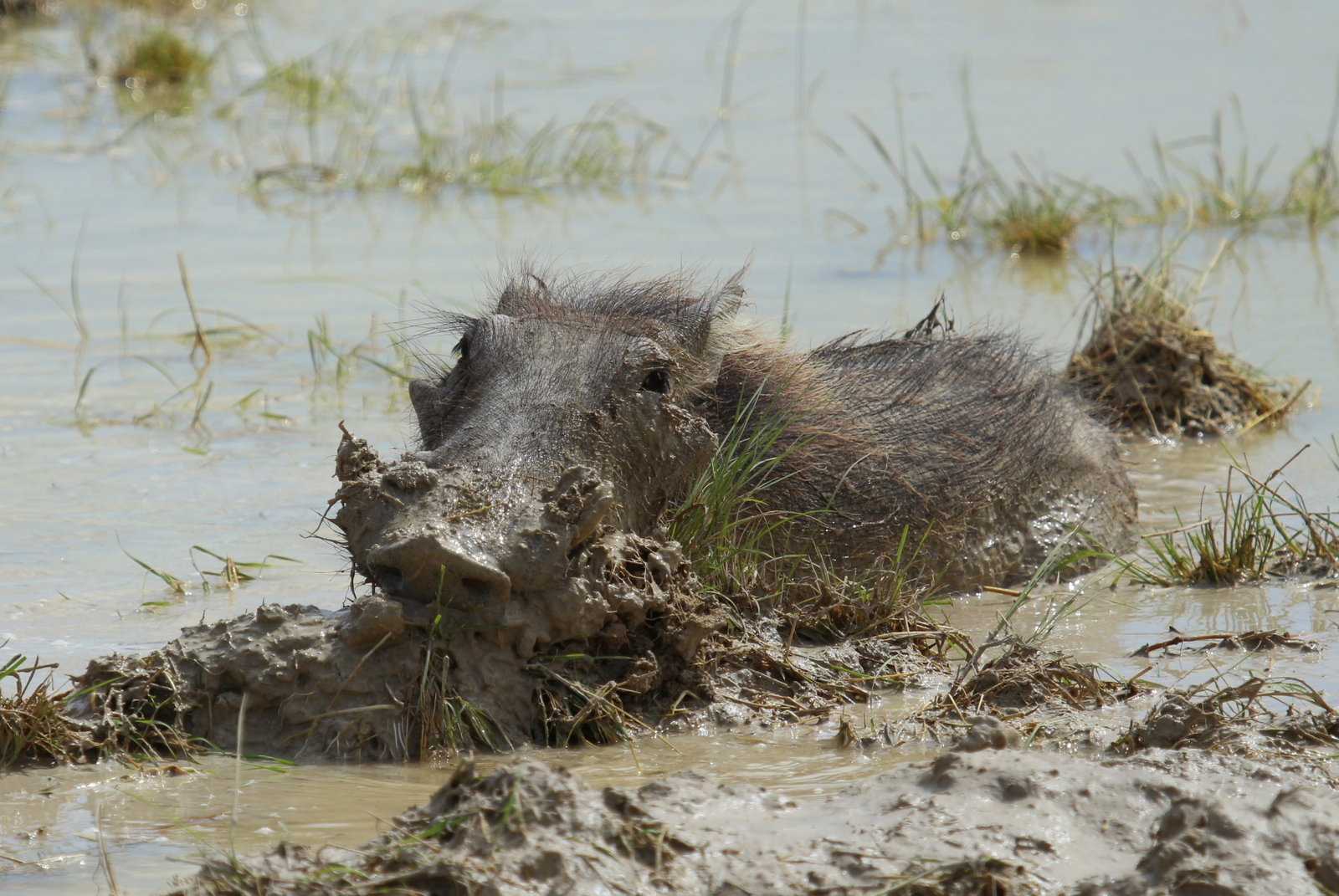 Badetag im Etosha N.P.