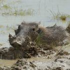 Badetag im Etosha N.P.