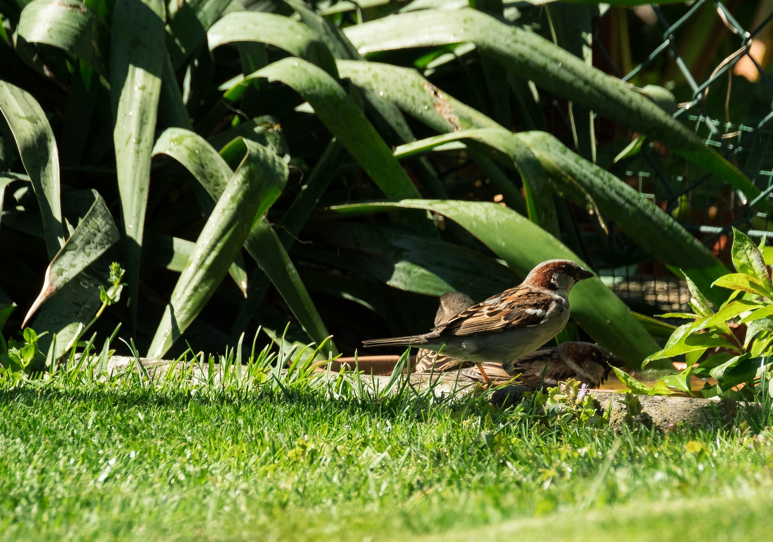 Badetag im Garten