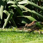 Badetag im Garten