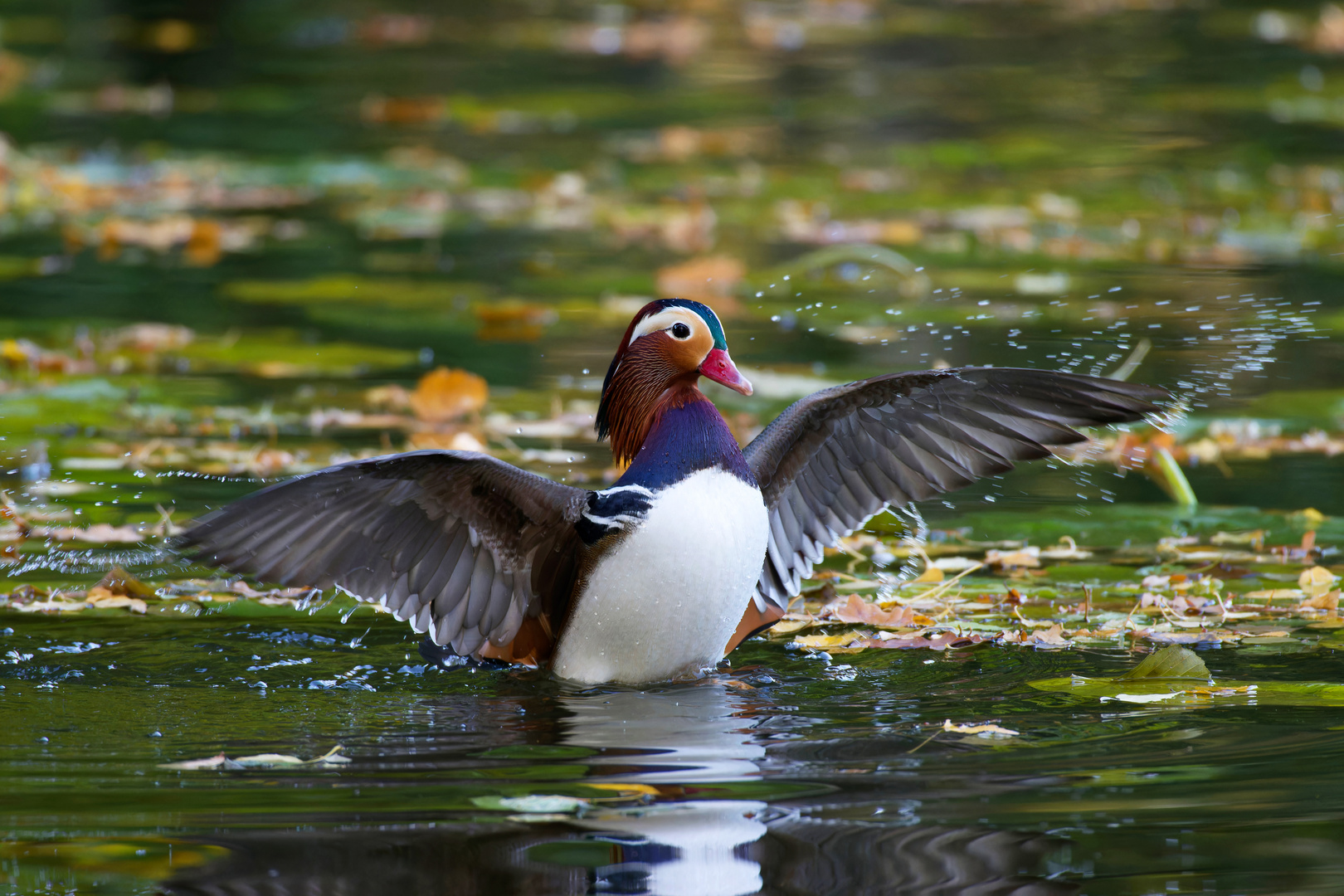 Badetag im Herbst -  Mandarinente (Aix galericulata)