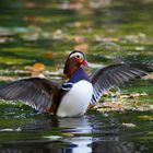 Badetag im Herbst -  Mandarinente (Aix galericulata)