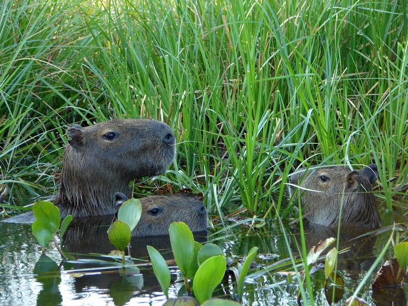 Badetag im Pantanal