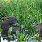 Badetag im Pantanal