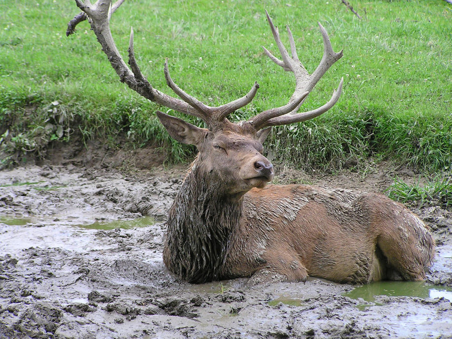 Badetag im Schlamm