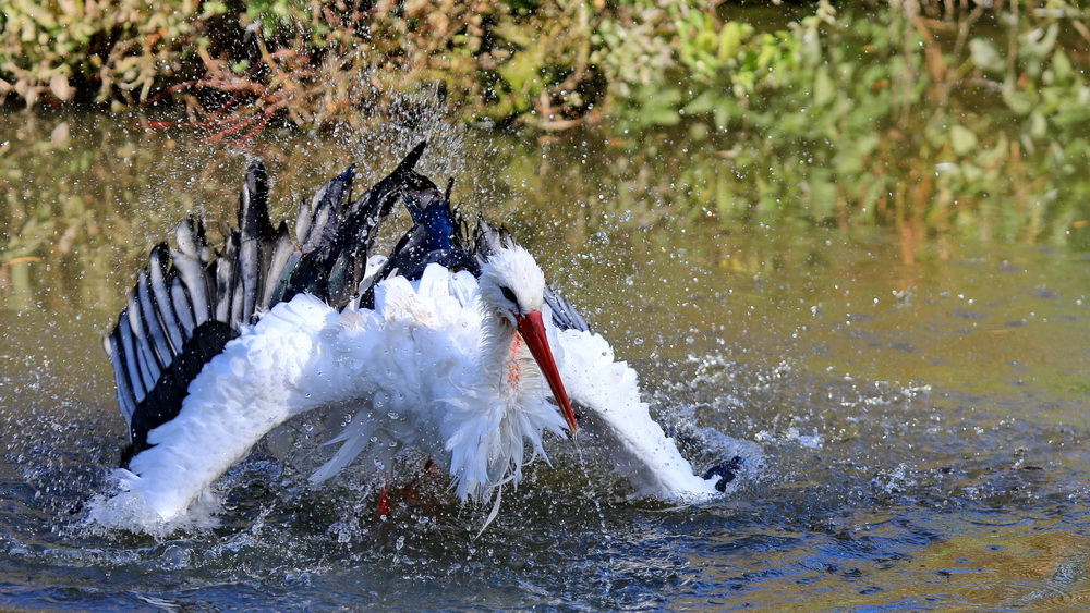 Badetag im Storchenrevier