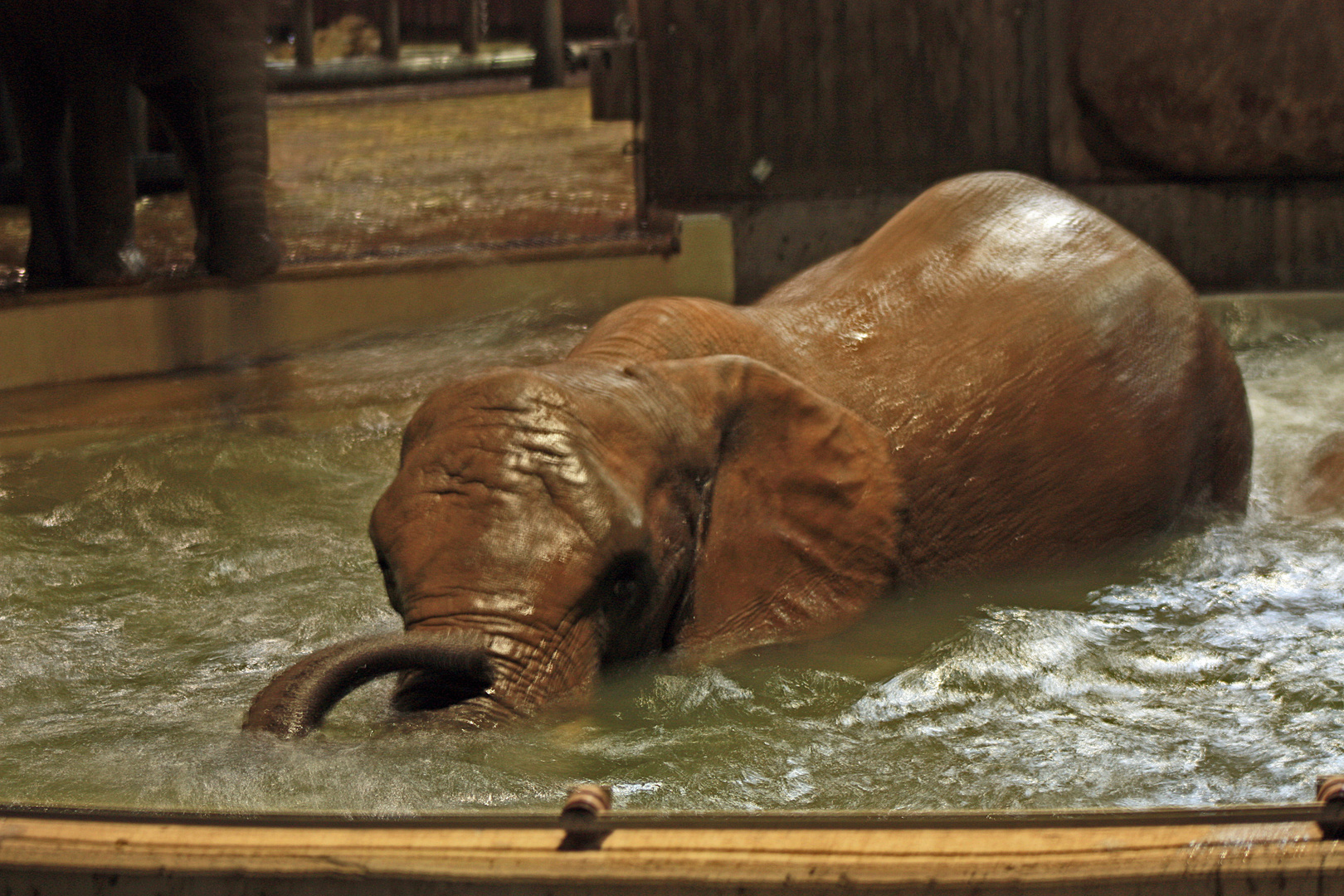 Badetag im Wuppertaler Zoo