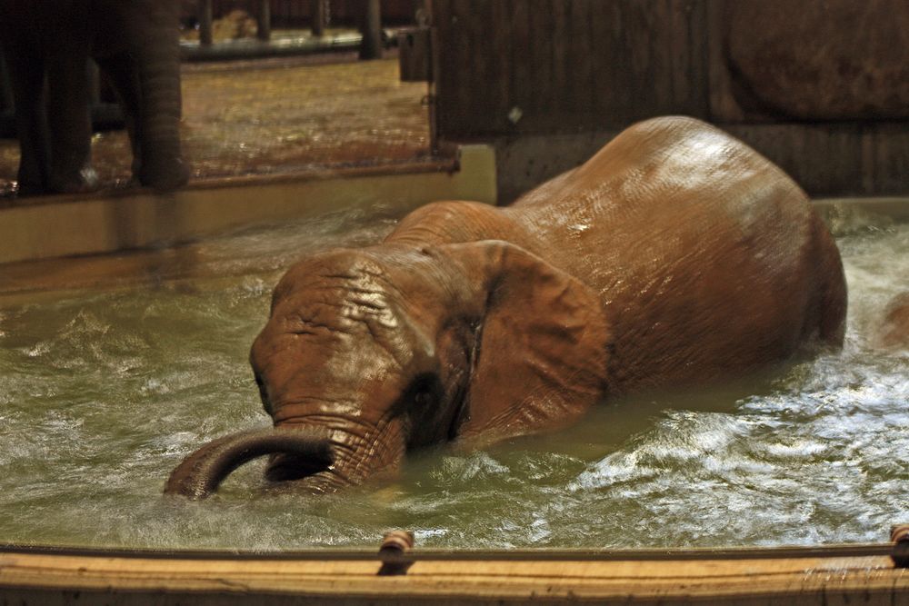 Badetag im Wuppertaler Zoo