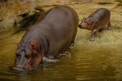 Badetag im Zoo