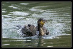 Badetag im ZOO ( I )