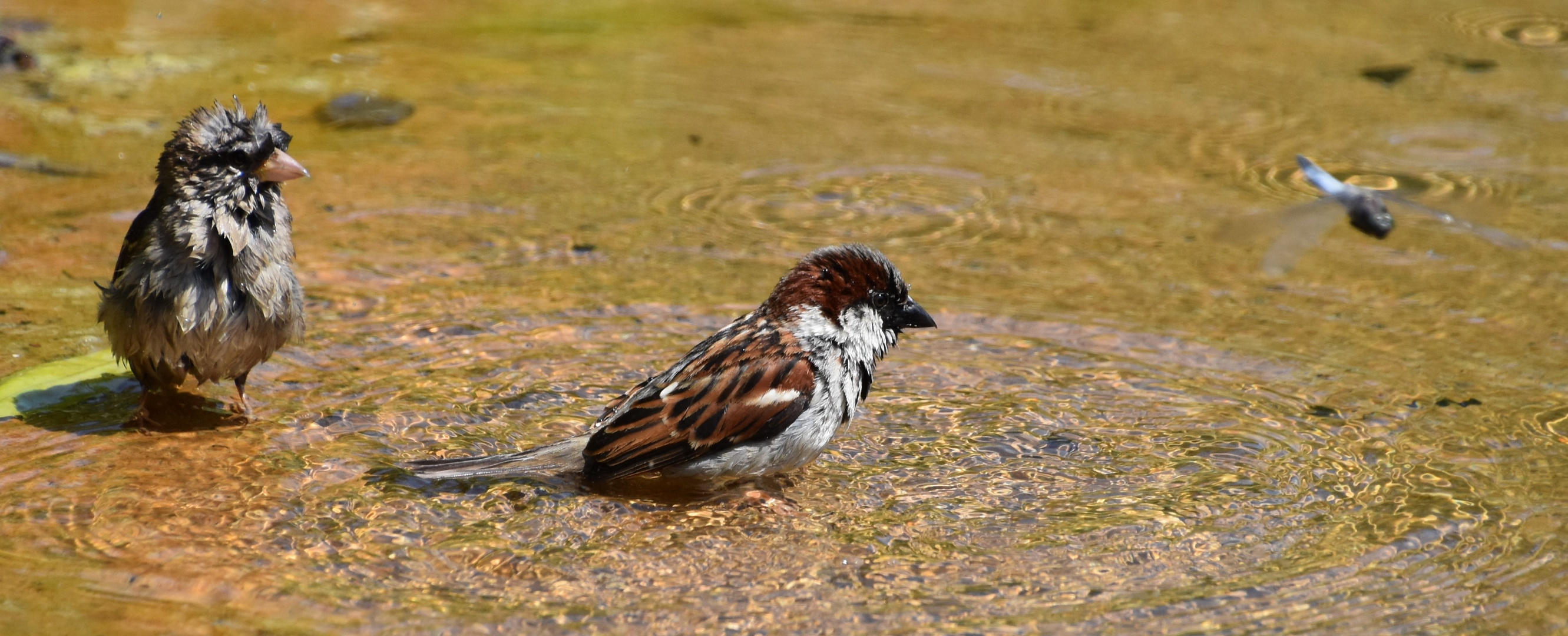 Badetag mein Spatz
