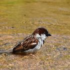 Badetag mein Spatz