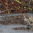 Badetag von Feld- und Haussperling