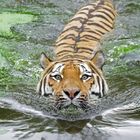 Badetiger