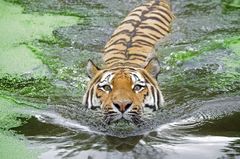 Badetiger